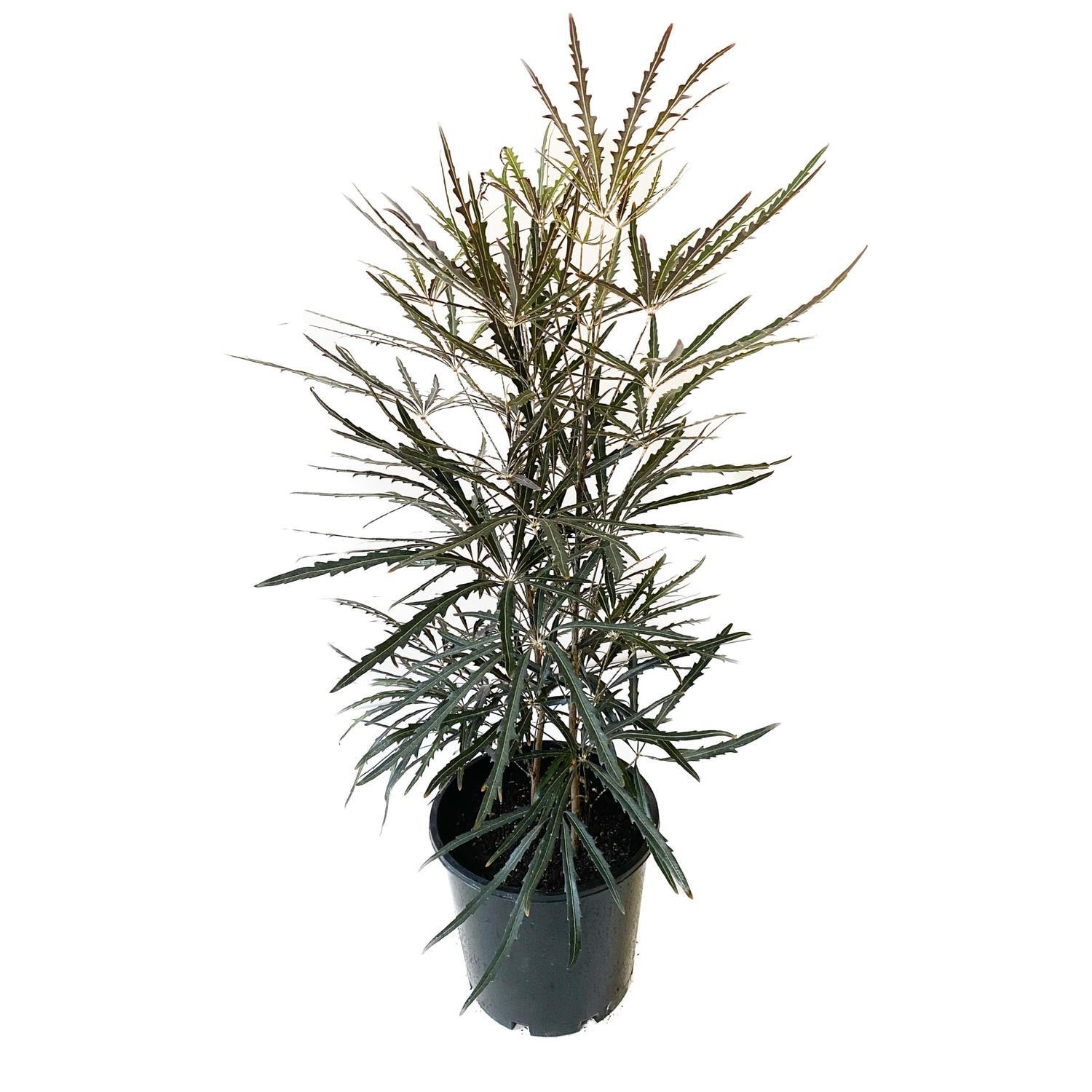 Plerandra Elegantissima 20cm