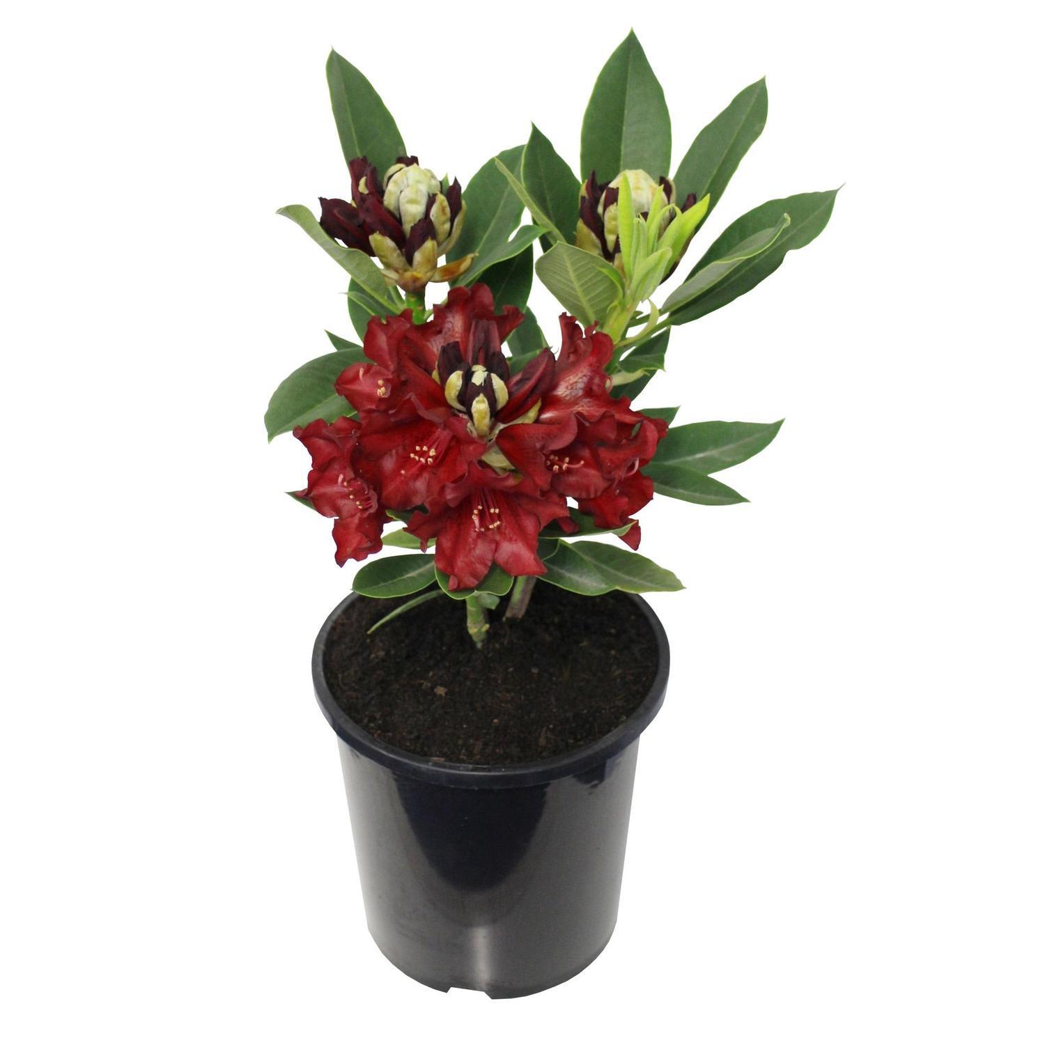 Rhododendron 'Black Magic'