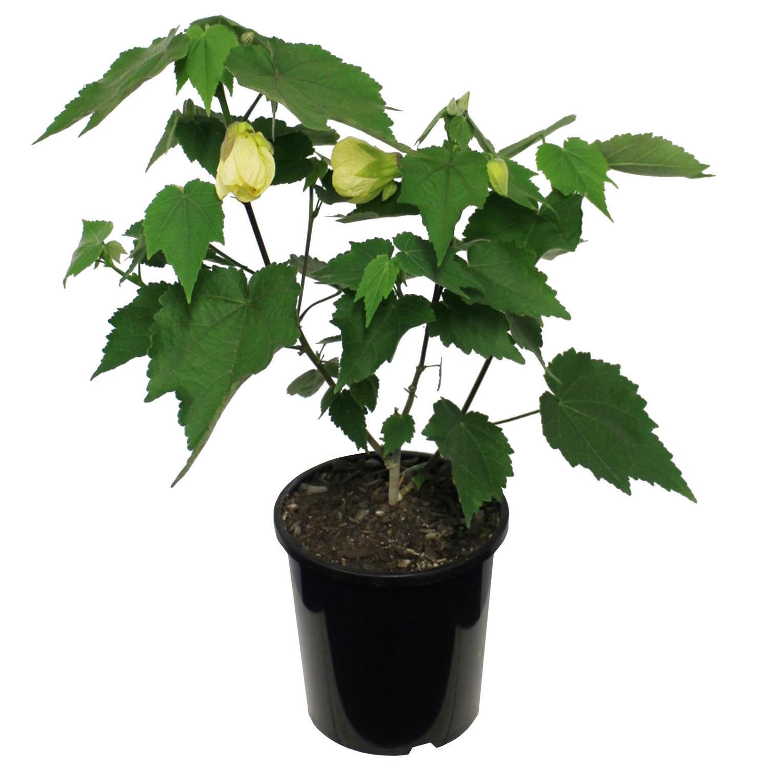 Abutilon Buttermilk 2.5 litre