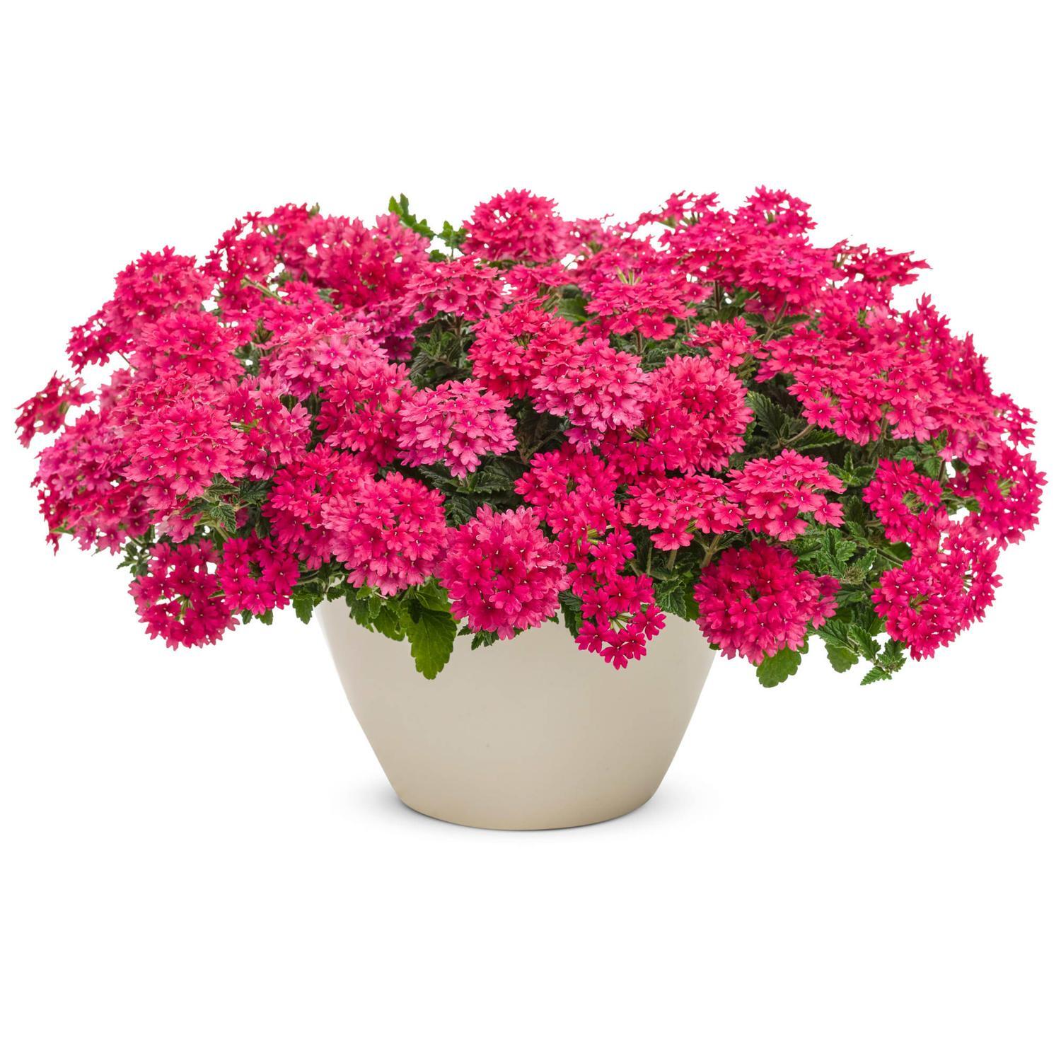 Verbena Raspberry