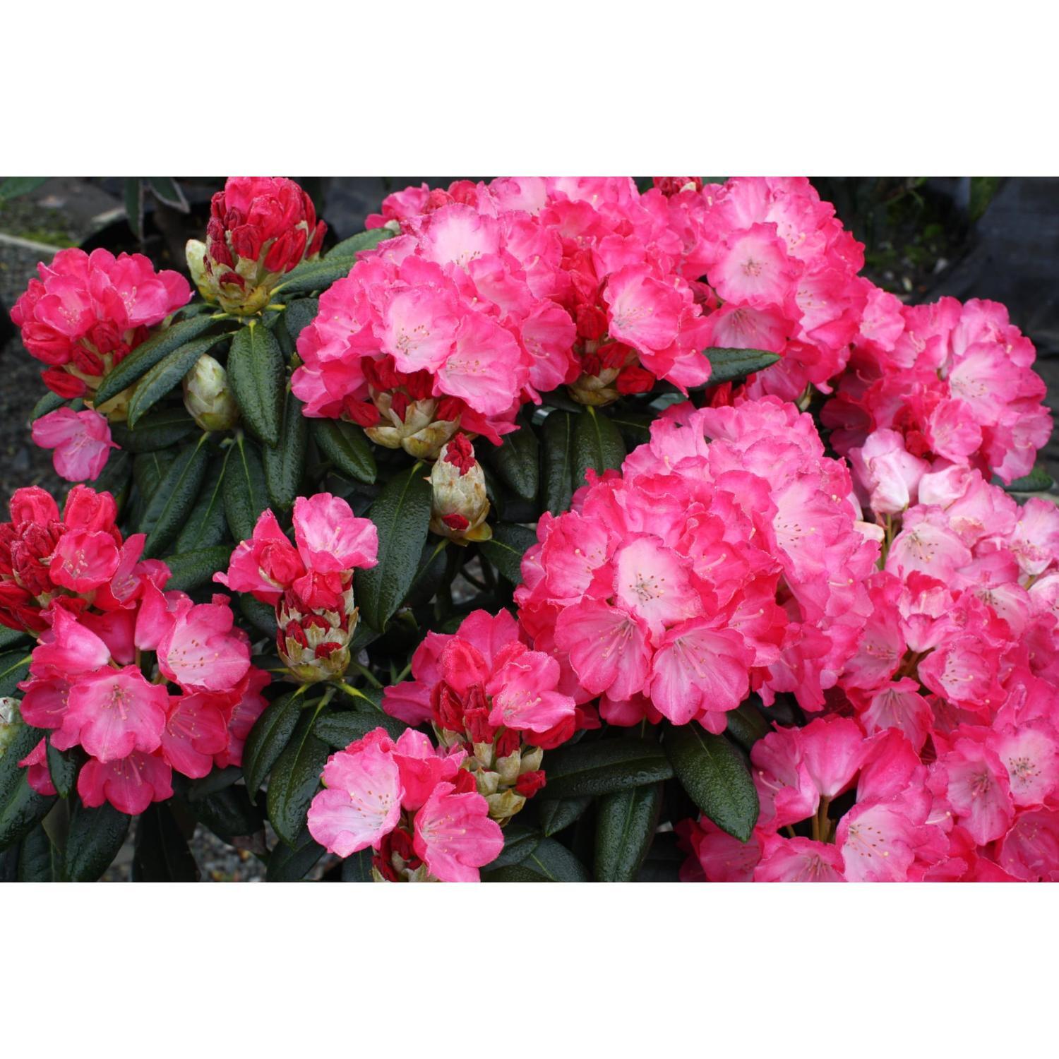Rhododendron Fantastica