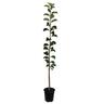 Apple Dwarf 'Monty's Surprise' 4.7 litre