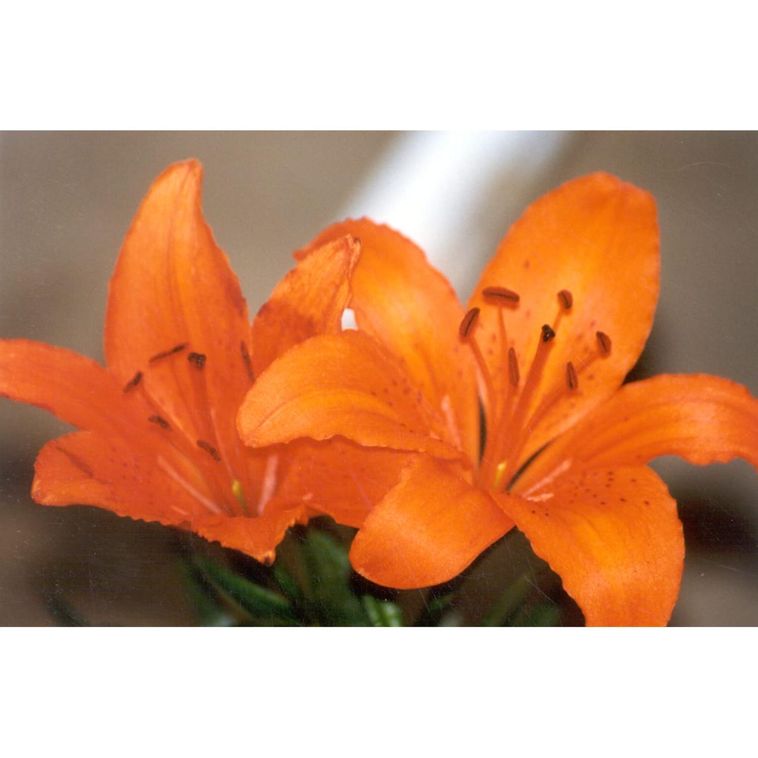 Lilium asiatic Orange Pixie