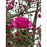 Magnolia Felix