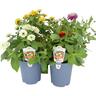 Zinnia 14cm