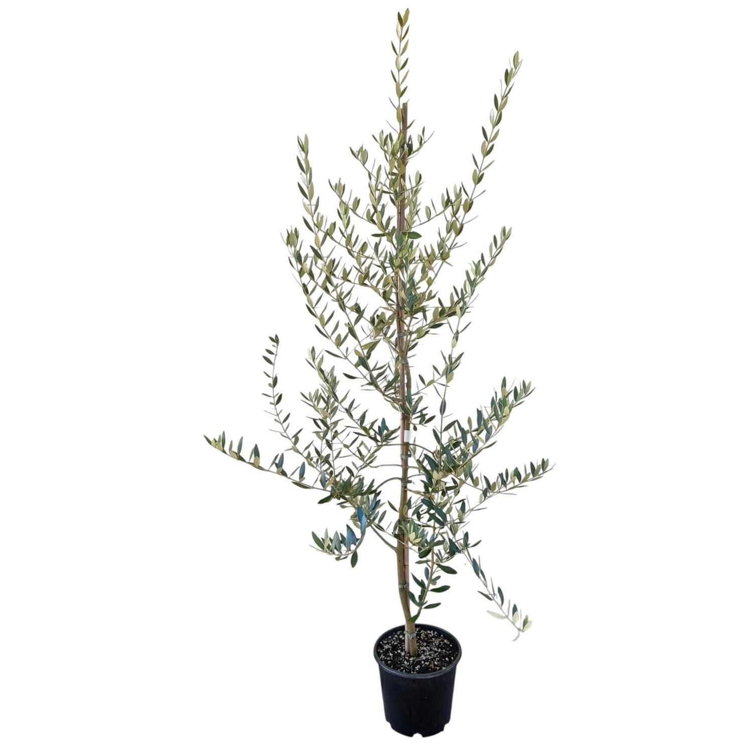 Olea 'Olive' Ascolano 8.5L