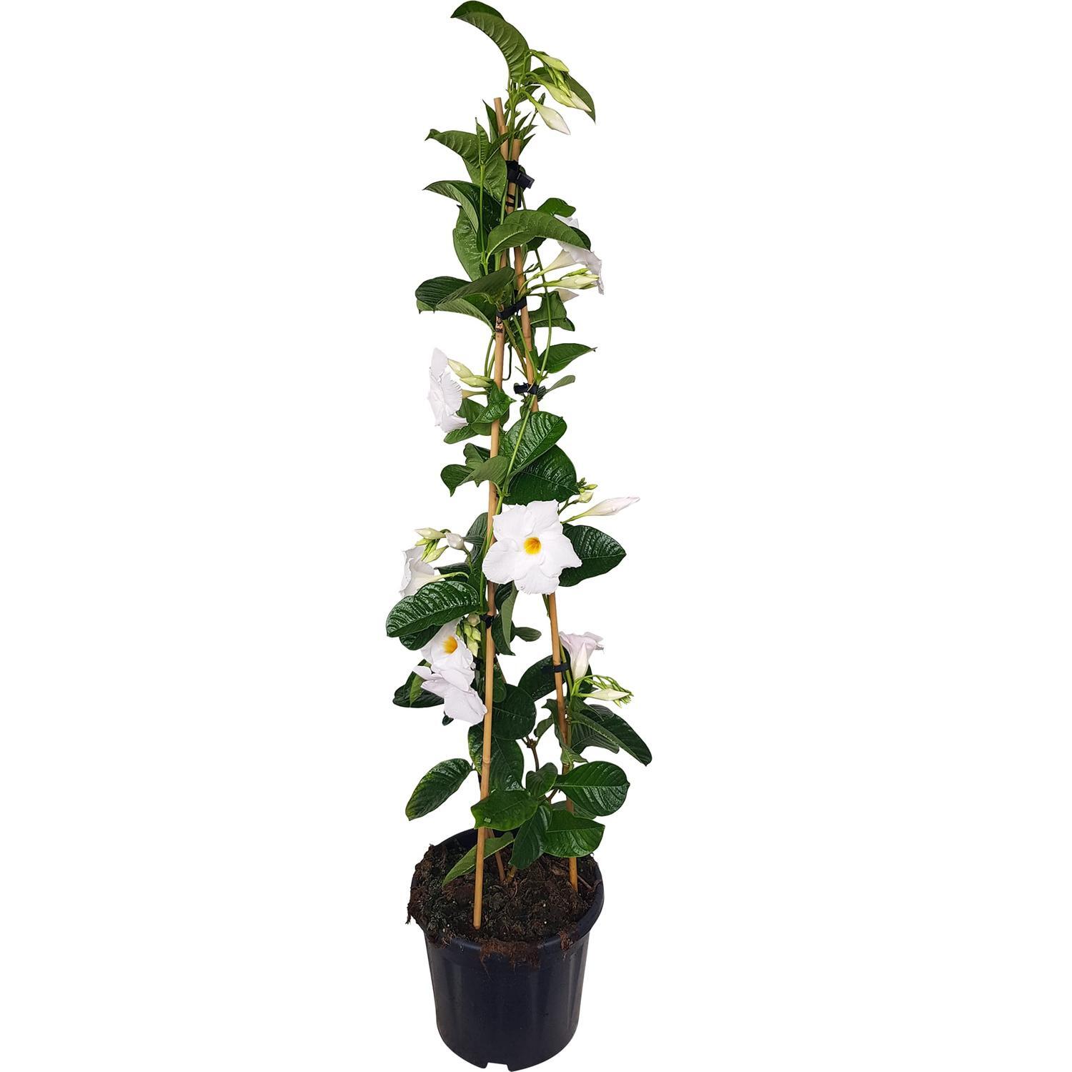 Mandevilla Agathe
