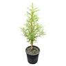 Sophora Dragons Gold 'Kowahi' 4L