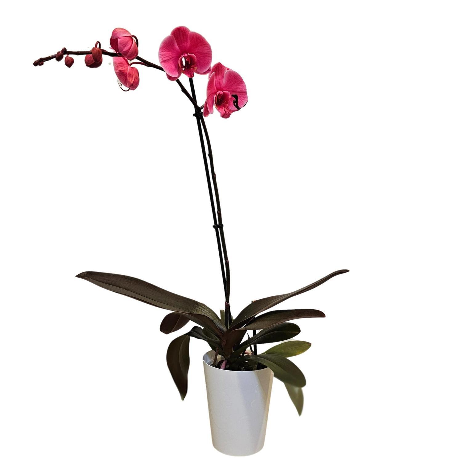 Orchid Phalaenopsis Single Stem Pink 12cm