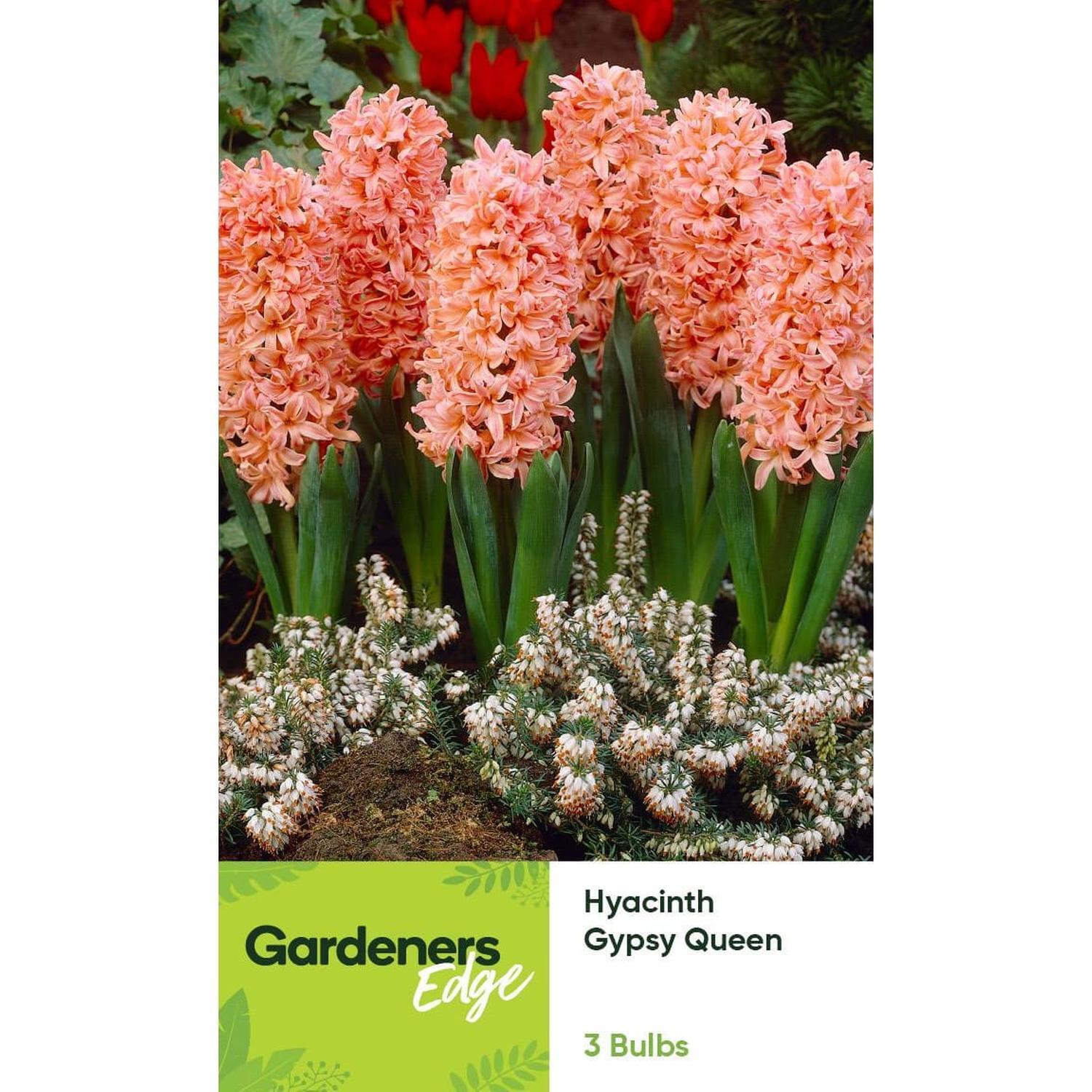 Hyacinth Gypsy Queen 3 pack