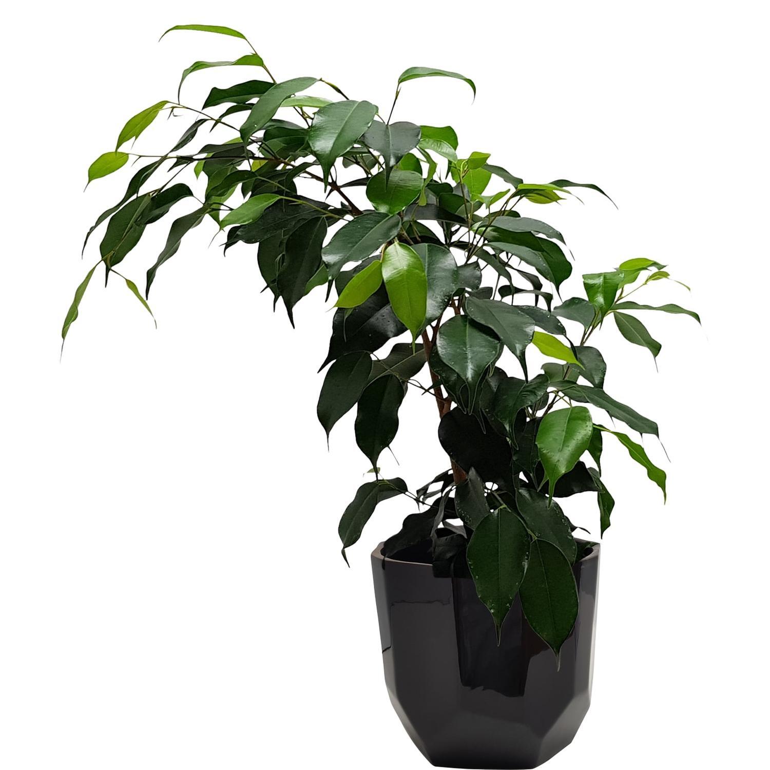 Ficus Danielle 'Weeping Fig' 17cm