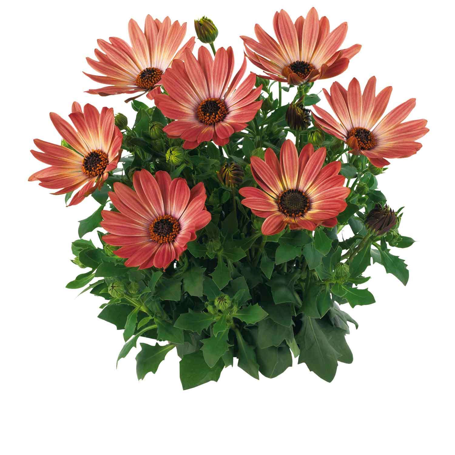 Osteospermum Margarita