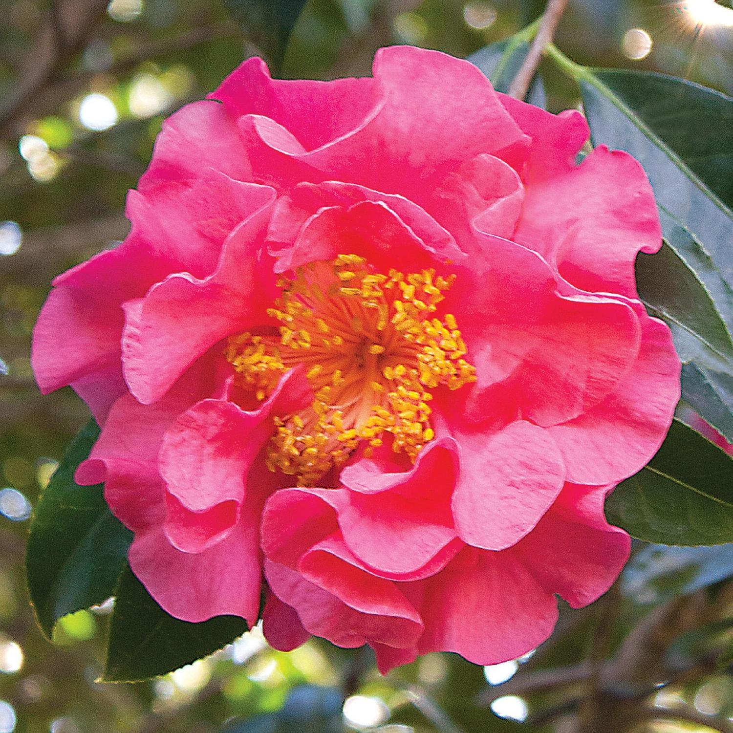 Camellia Reticulata 'Francie L'