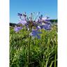 Agapanthus Peter Pan