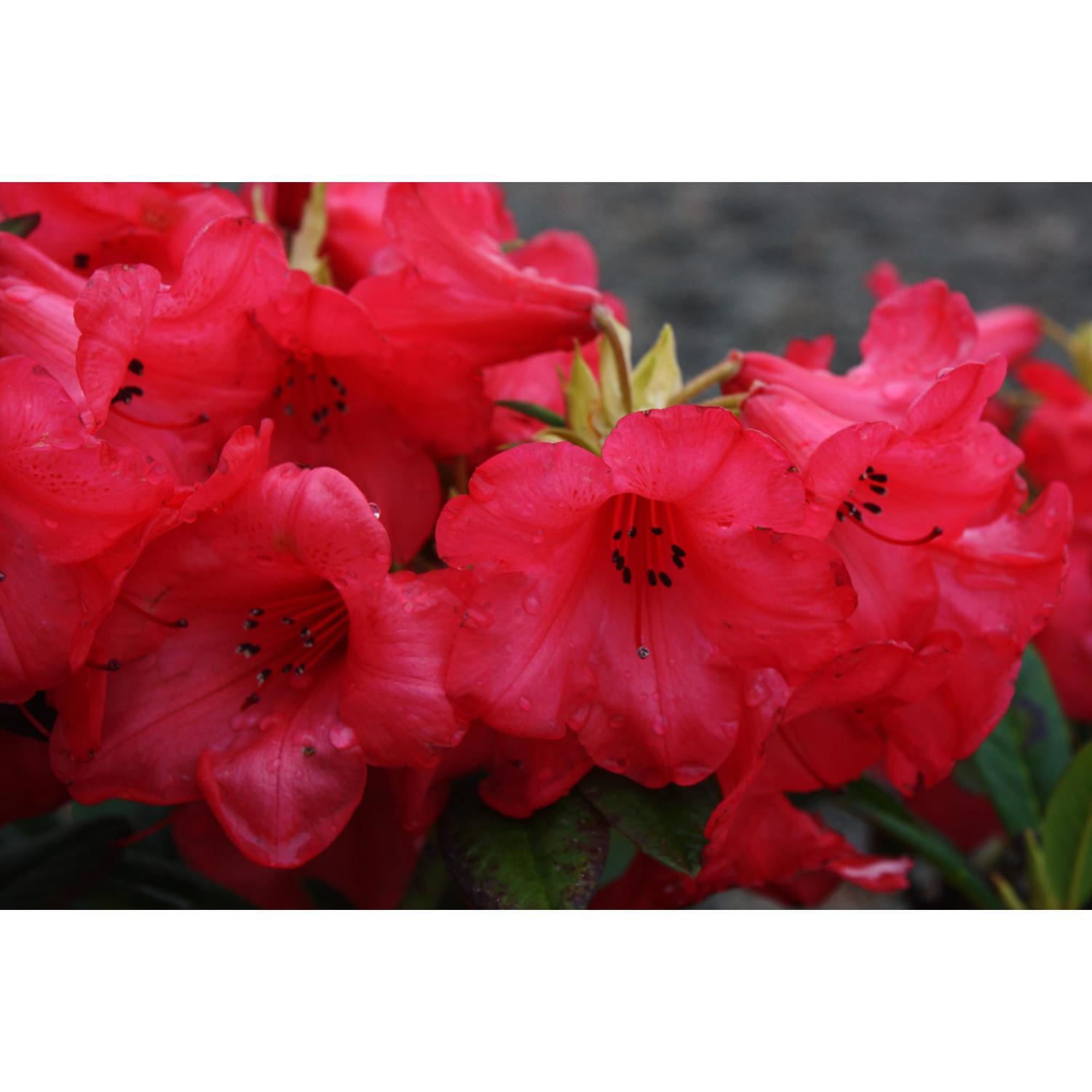 Rhododendron Elizabeth