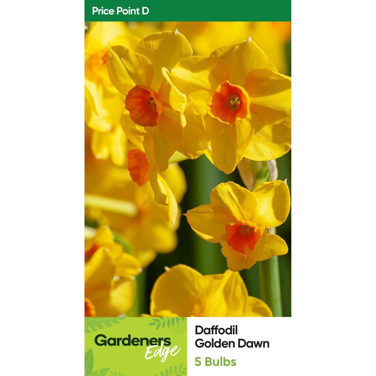 Daffodil Golden Dawn Pack of 5