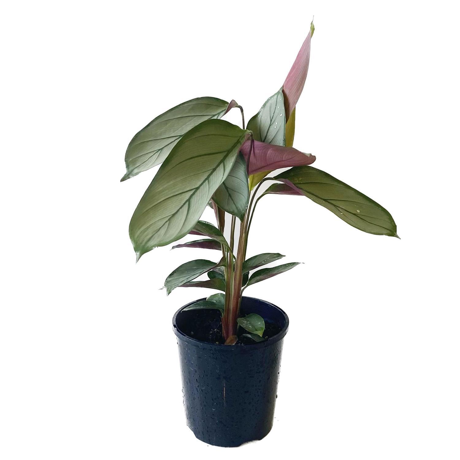 Ctenanthe  12cm