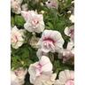 Calibrachoa White Pink Vein