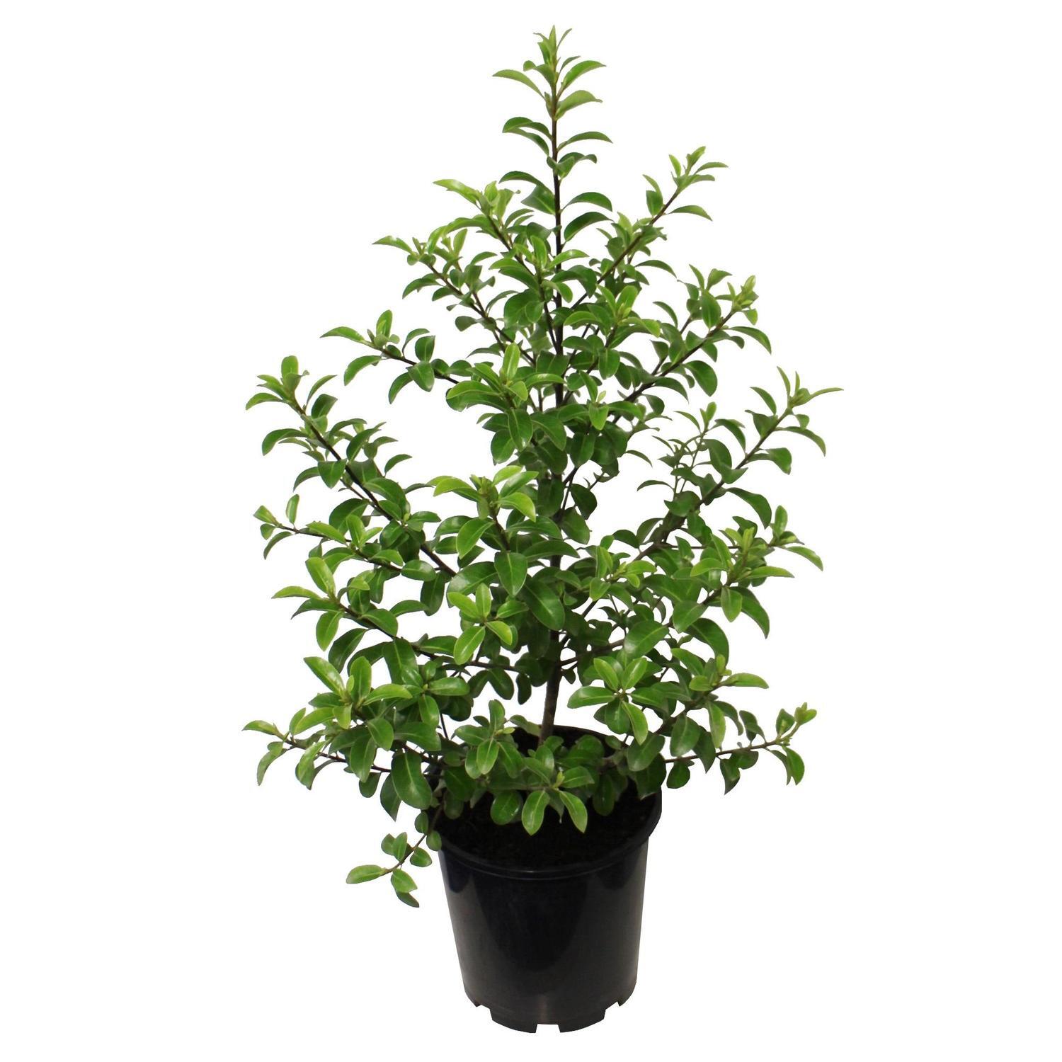 Pittosporum Mountain Green