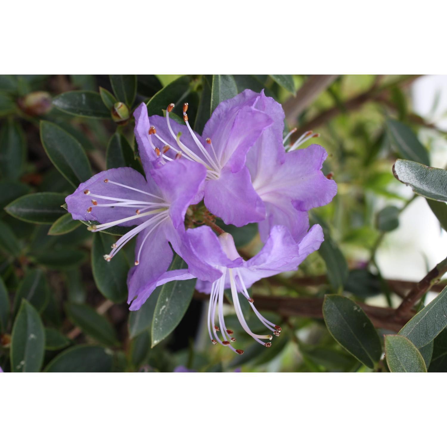 Rhododendron Senora Meldom