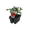 Tomato Rambling Garden Delight Pack of 6 Tomato Rambling Garden Delight Pack of 6