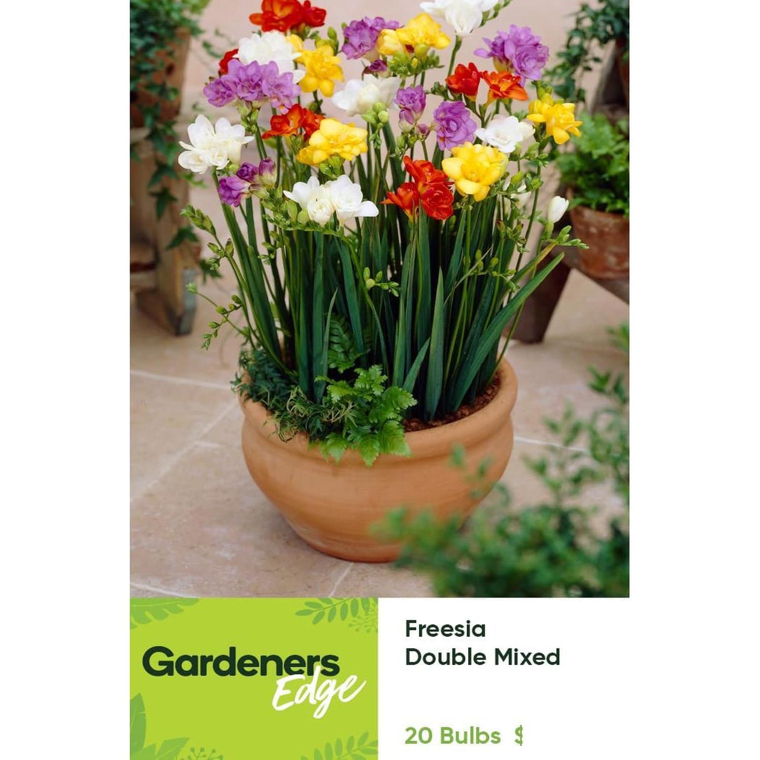 Freesia Double Mixed 20 pack