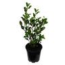 Griselinia Canterbury