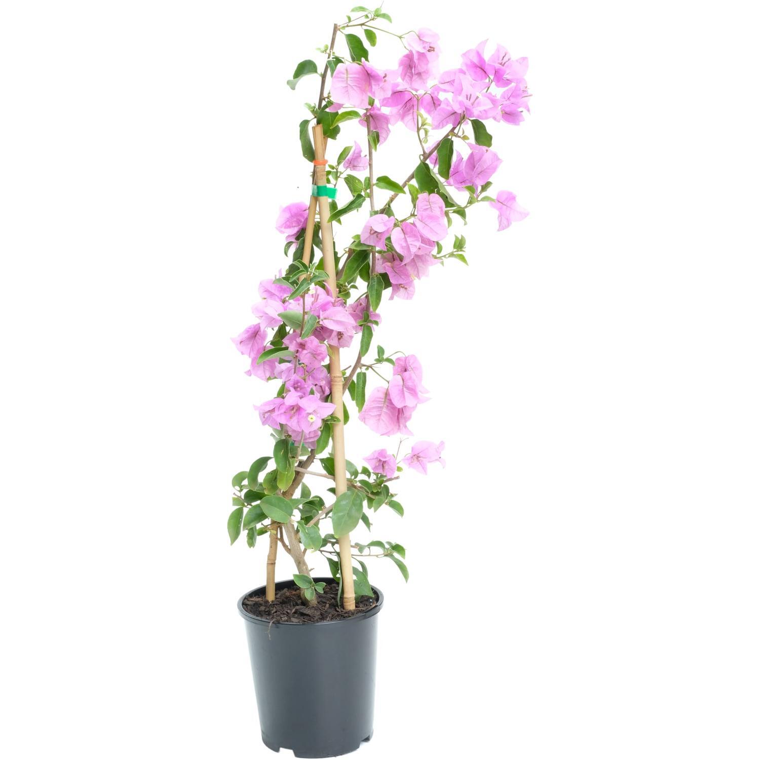 Bougainvillea Bambino Nonya