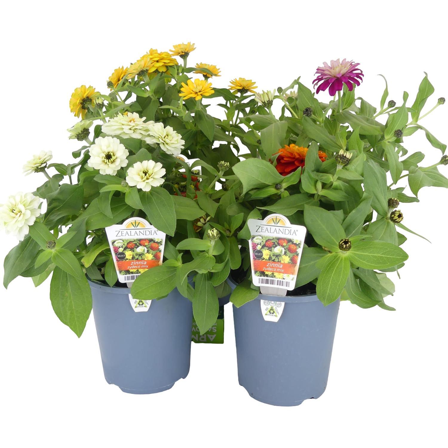 Zinnia 14cm