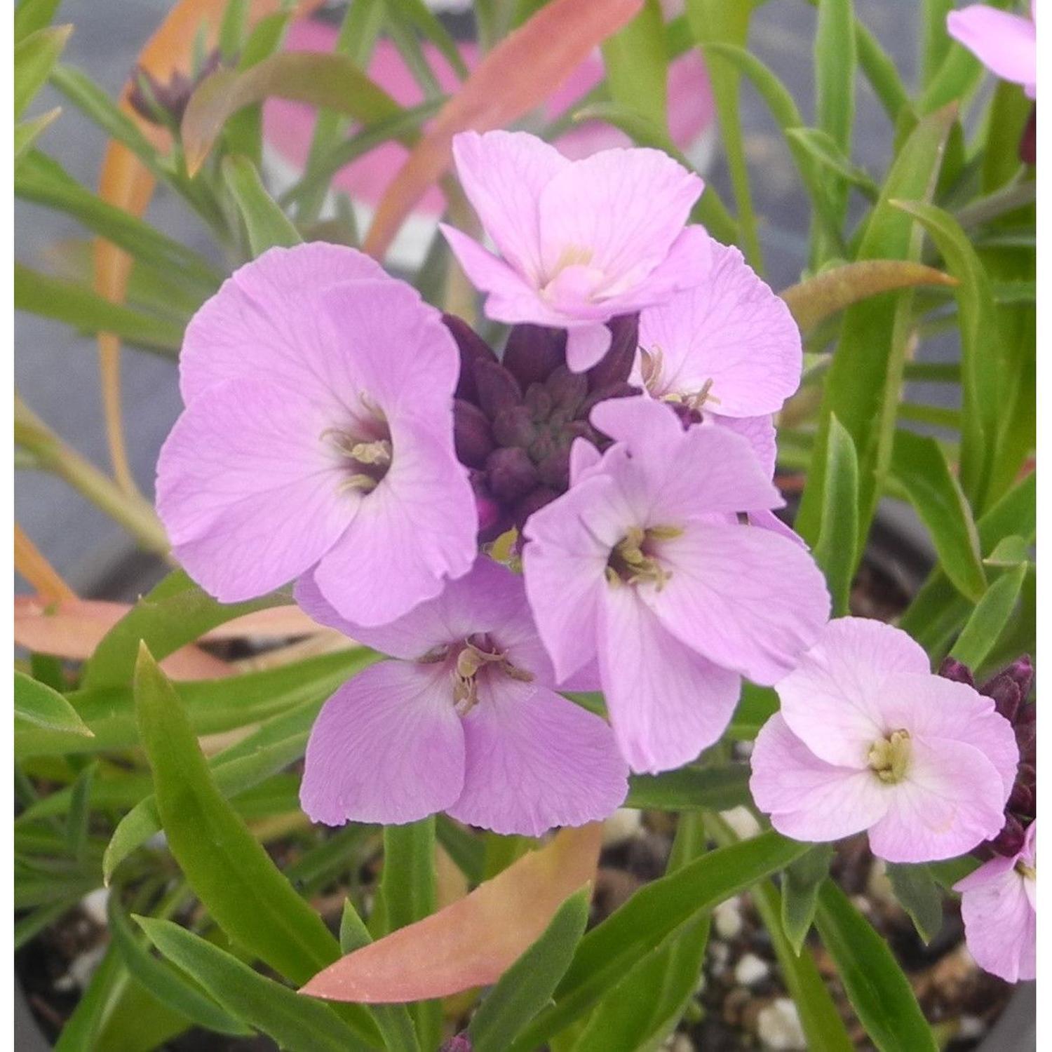 Erysimum Linifolium Mauve