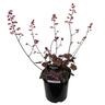Heuchera Milan