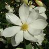 Michelia Lemon Fragrant