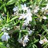 Rosemary Lockwood de Forest