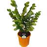 Griselinia Lucida 10 litre