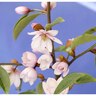 Magnolia Fairy Blush