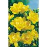 Freesia Single 'Yvonne'