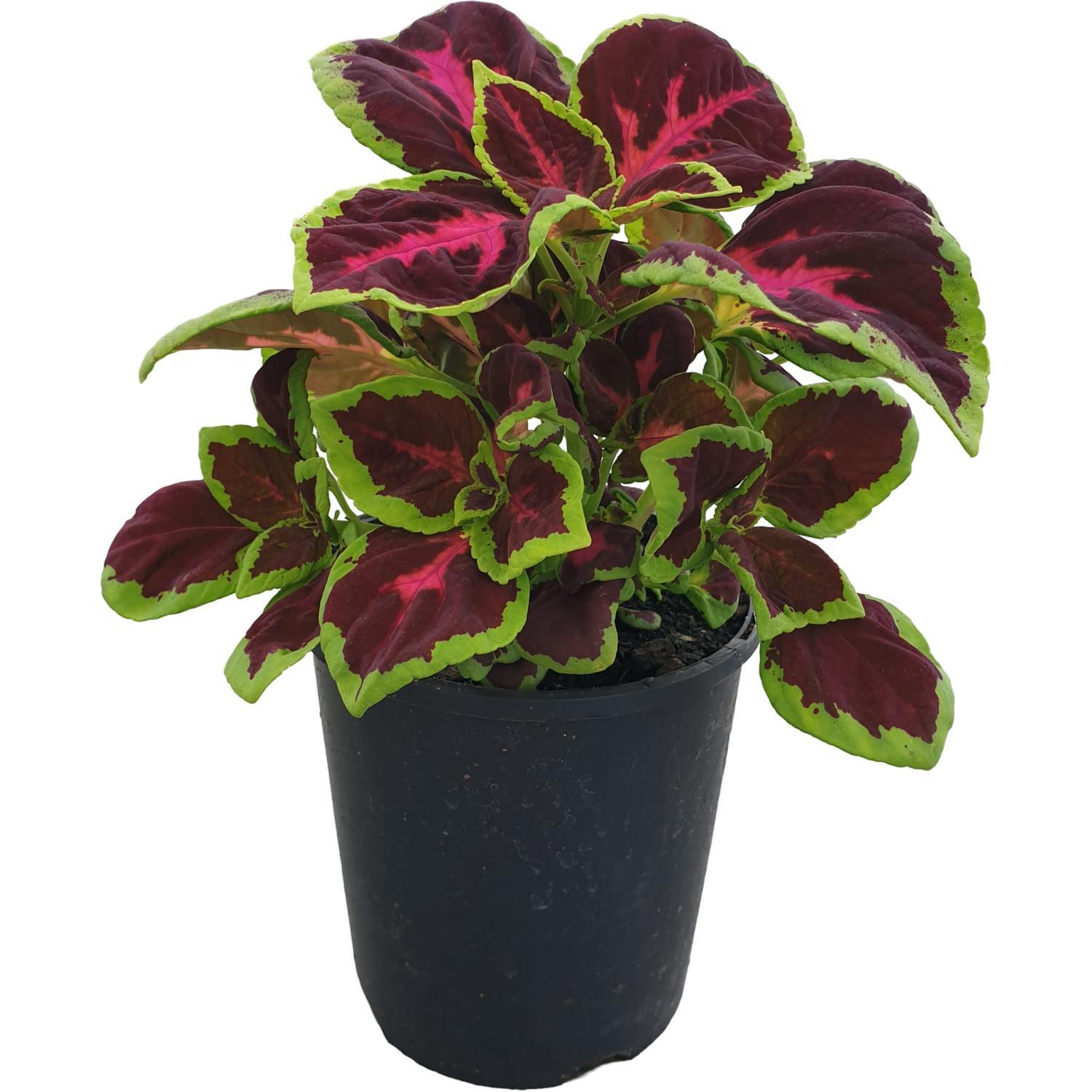 Coleus Flora Nova Mesmerize Supreme Colour 14cm