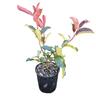 Photinia Red Robin 2L