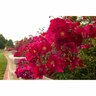 Flower Carpet Rose