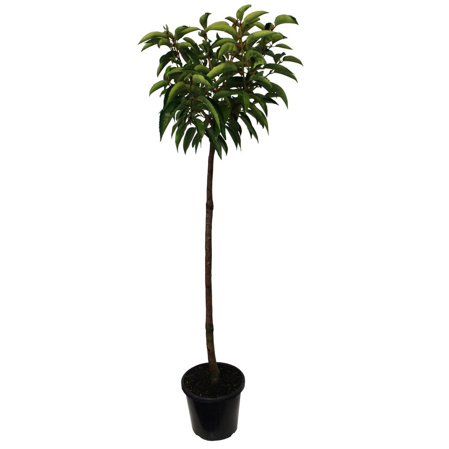 Prunus Lusitanica Standard 90cm