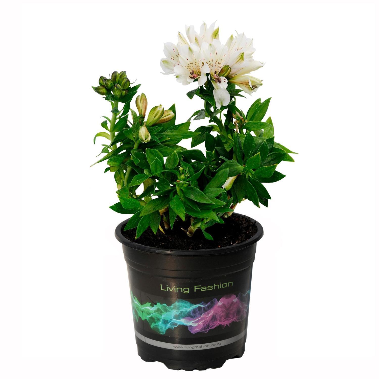 Alstroemeria Inca Concordia