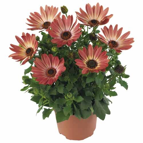 Osteospermum Margarita