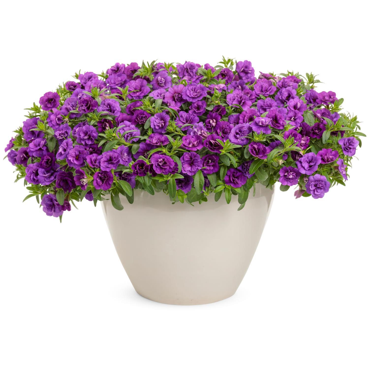 Calibrachoa Double Blue