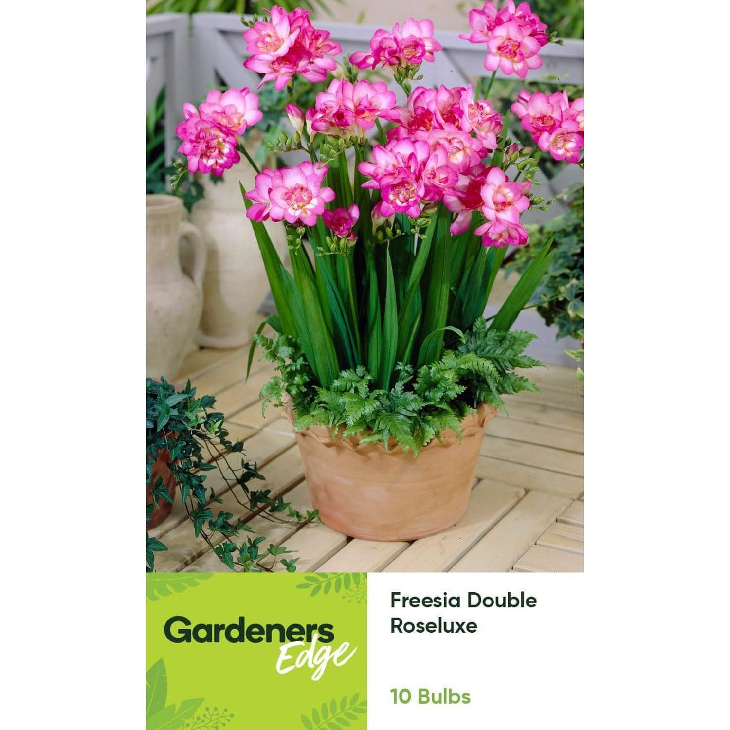 Freesia Double Pink Rose Luxe 10 pack