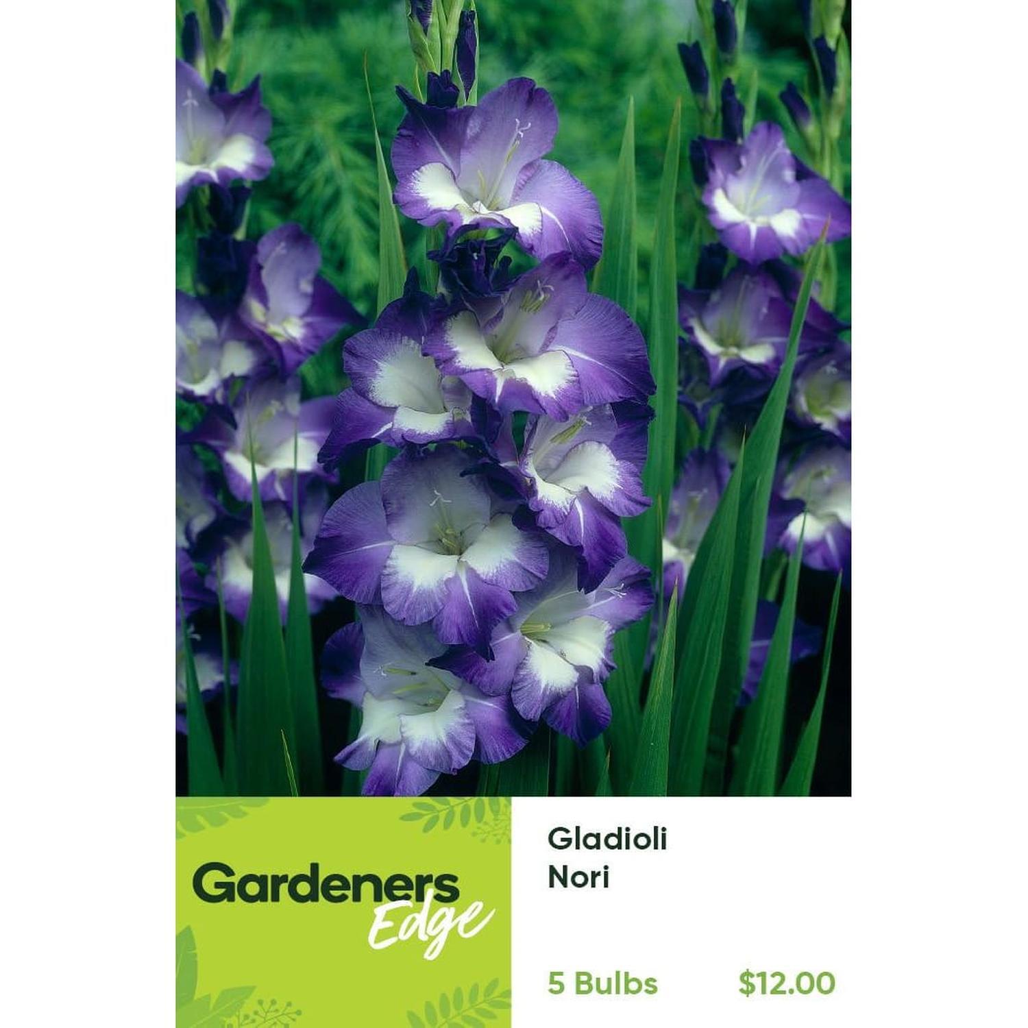 Gladioli Nori Pack of 5