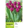 Tulip Single Laptop 5 pack
