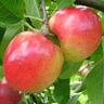 Apple Semi-Dwarf 'Prima' 4.7 litre