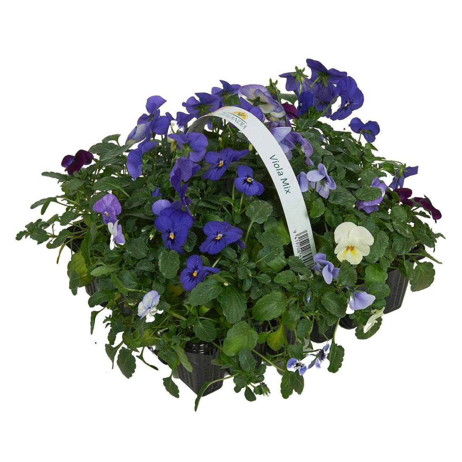 Viola Margarita