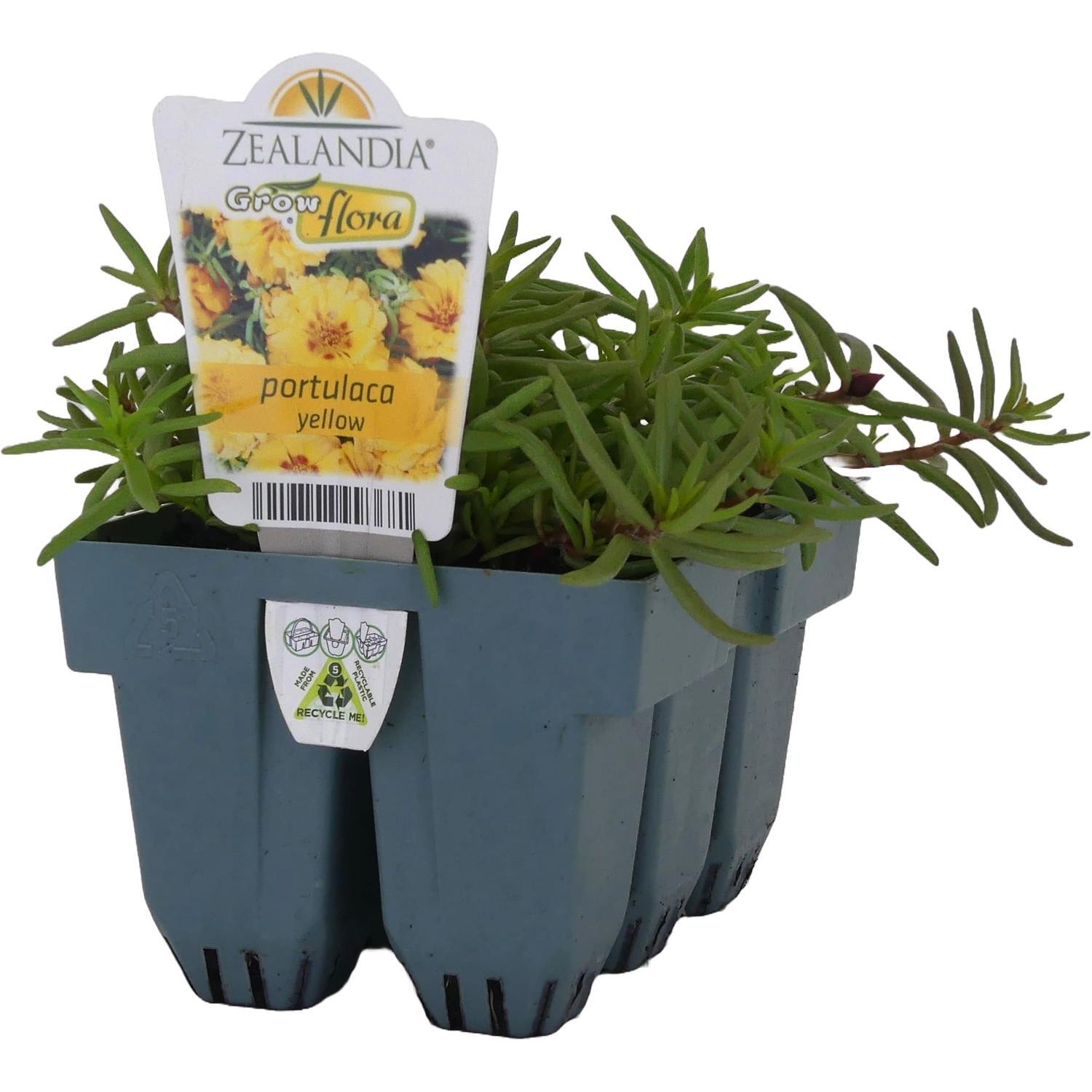 Portulaca