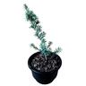 Bonsai for Beginners Podocarpus Matapori Blue  13cm